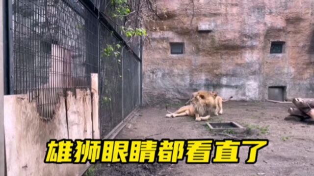 雄狮眼睛都看直了