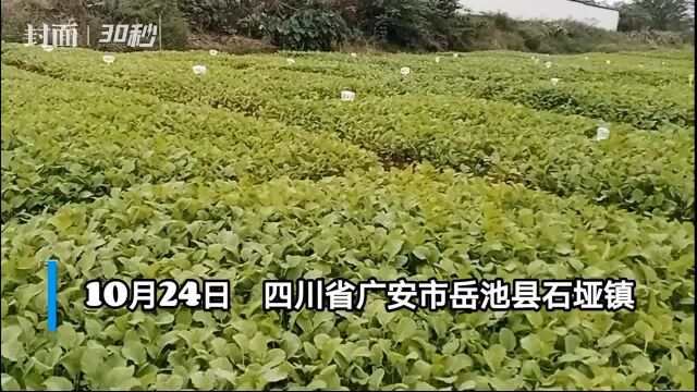 30秒|36个油菜新品种“赛能力” 为“天府菜油”增香添彩