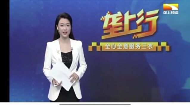 奋斗孕育希望,青春绽放光芒——羊肚菌女孩跟随姑姑创业的故事