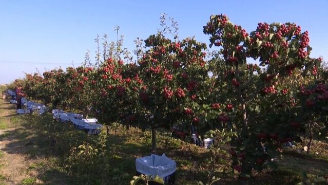 太阳乡小阳村:千亩山楂喜丰收 映红群众致富路