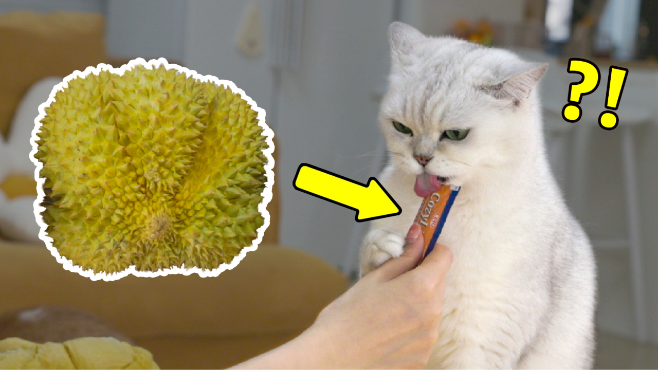 猫条怎么给猫吃 v3514snre2v_hz.jpg