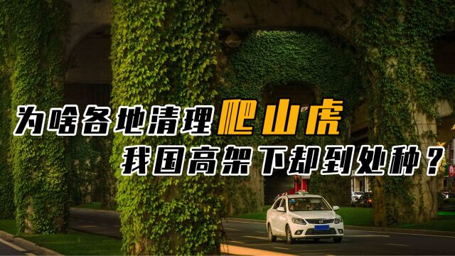 天然空调爬山虎,为啥被花大价钱清理?我国高架下又为何广泛种植