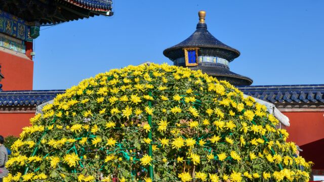 京城拍客 | 伞状大立菊点缀祈年殿,天坛菊展今秋再开幕