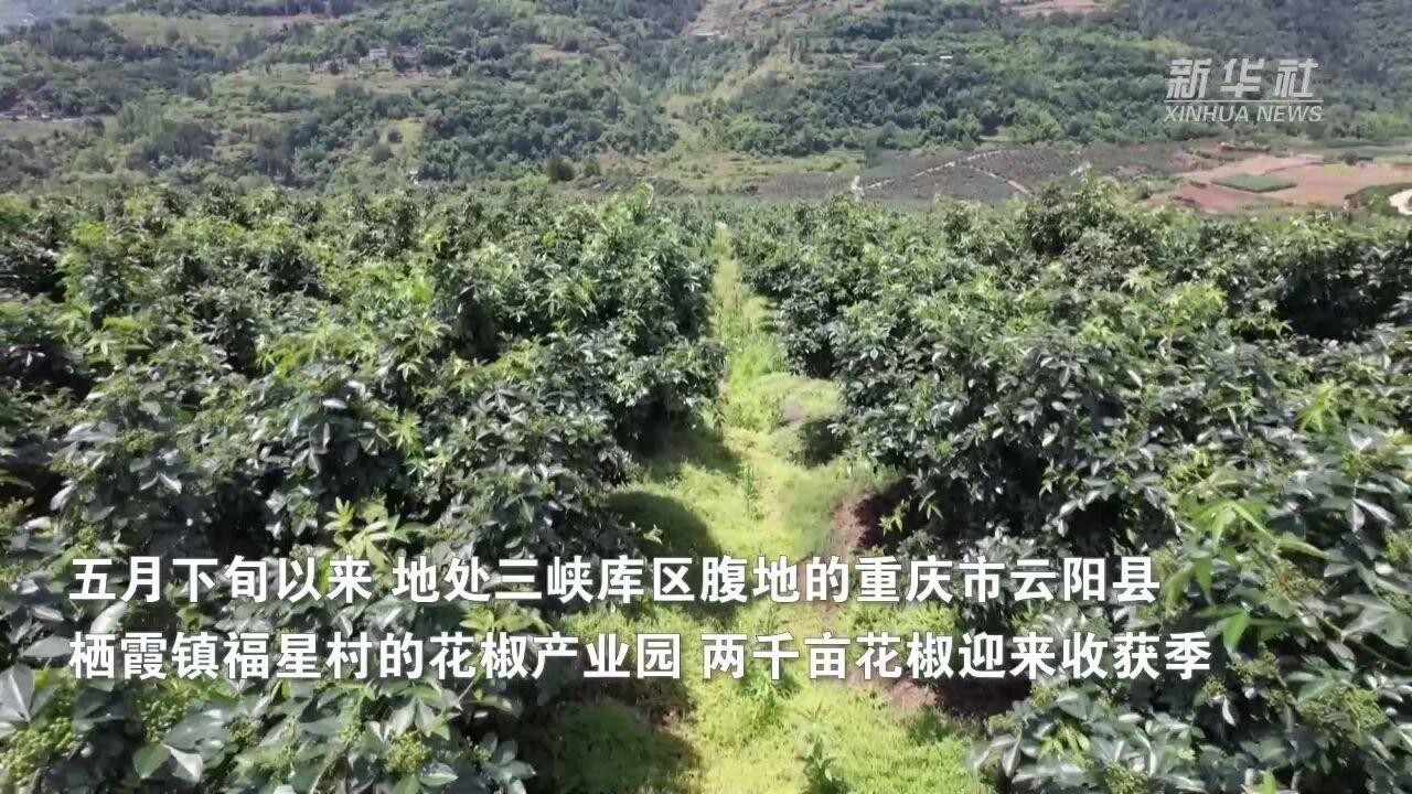 重庆云阳:千亩花椒丰收 助力农户增收