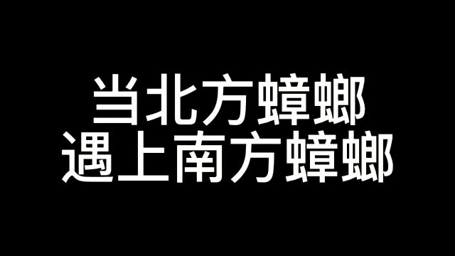 北方蟑螂vs南方蟑螂#沙雕动画 #南北差异 #搞笑 #蟑螂 #看一遍笑一遍.