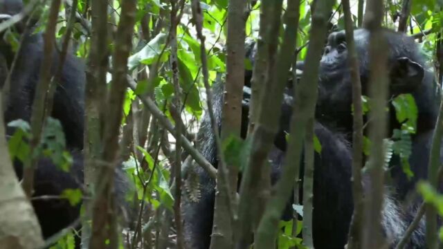 大猩猩们捕猎会像人一样策划谋略,根据地形设下埋伏一网打尽