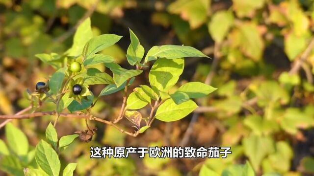 世界上最危险的5种树,自杀树真的有那么可怕吗?植物大自然 3