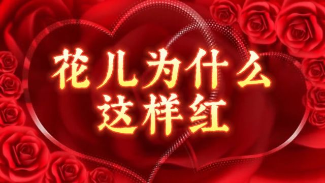 花儿为什么这样红  刀郎演唱歌曲