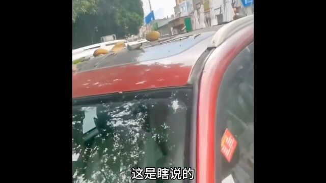 广西绿化带都种了些什么水果