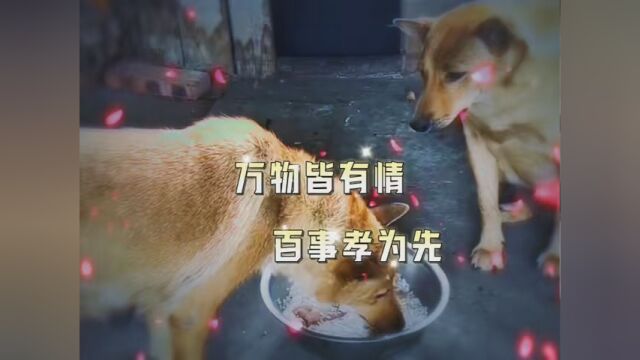 素材来源 狗狗叫妈妈来吃肉 #天猫双11省学指南