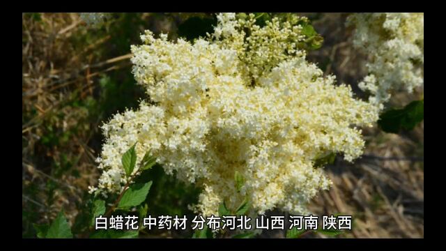 中药白蜡花