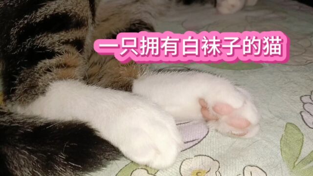 狸花猫日常,拥有一双白袜子的猫咪,好像有点洁癖