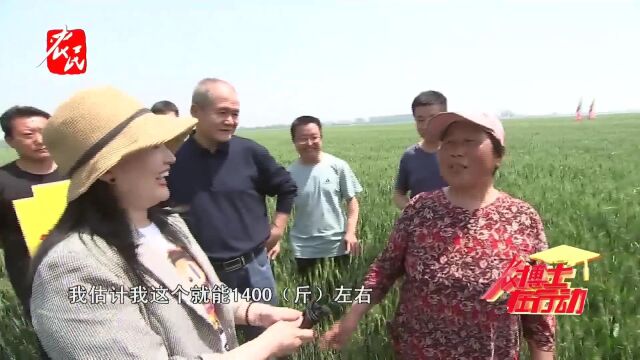 嘉丰种业《农博士在行动》——山农43《要想粮食堆成山,就种山农43》