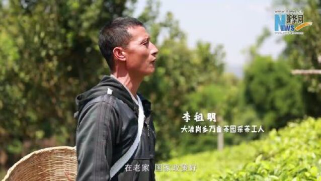 乡村振兴在行动|探访万亩连片茶园 看“一叶”如何“富一方”