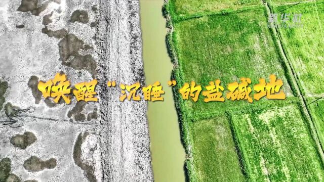 唤醒“沉睡”的盐碱地