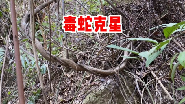 “蛇药植物”南蛇藤也叫“过山风”,遇到挖一些回家