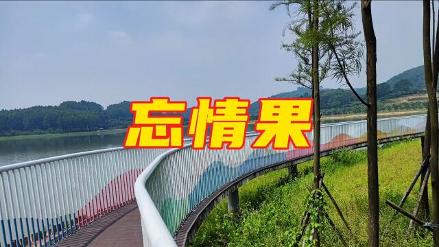 海南萨哥萨克斯吹奏马健南歌曲《忘情果》