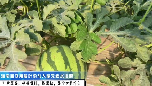 水溶肥河南西瓜使用蔓叶粉剂大量元素水溶肥,植株健壮,膨果快,果个大且均匀