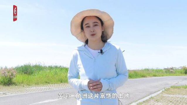 2023六五环境日丨“大地文心山东行” :黄河三角洲,白天鹅小雪的幸福乐园