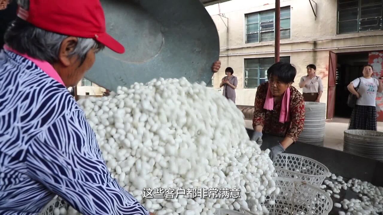 泰安市岱岳区祝阳镇首批蚕茧迎丰收