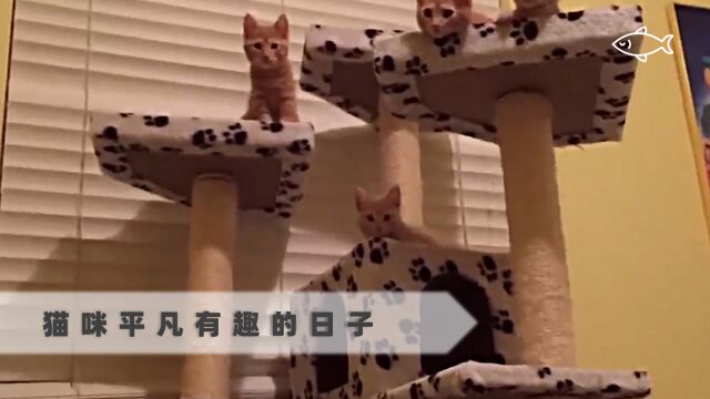 猫咪怎么会有烦恼呢,只不过是生活中的小插曲罢了