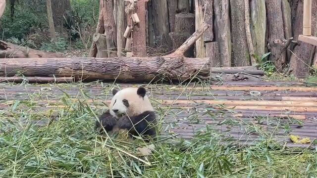 花花可以是慢悠悠找竹子花,也可以是“撒泼打滚“花