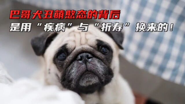 八哥犬丑萌憨态的背后,是用“疾病”与“折寿”换来的! #宠物 #狗狗 #八哥犬 #科普一下 #动物.