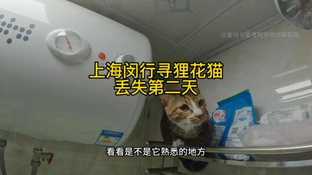 上海闵行寻狸花猫