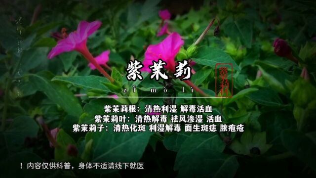 紫茉莉,为何人们叫他“状元花”?