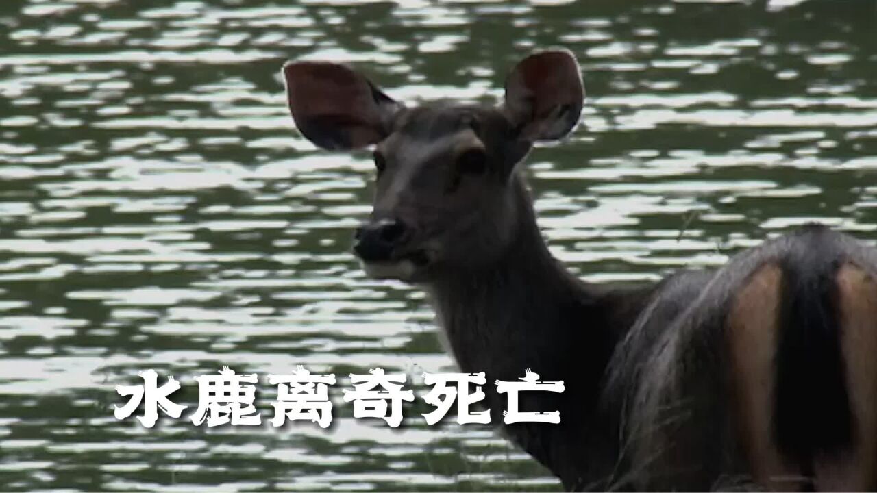 水鹿离奇死亡之谜