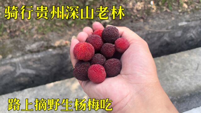 骑行到贵州深山老林,路边好多野生杨梅树,捡漏摘几颗吃真甜