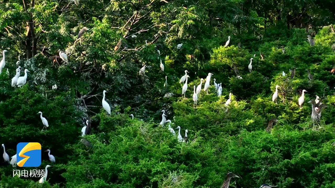 东明黄河国家湿地公园:生态渐好带来万鸟翔集