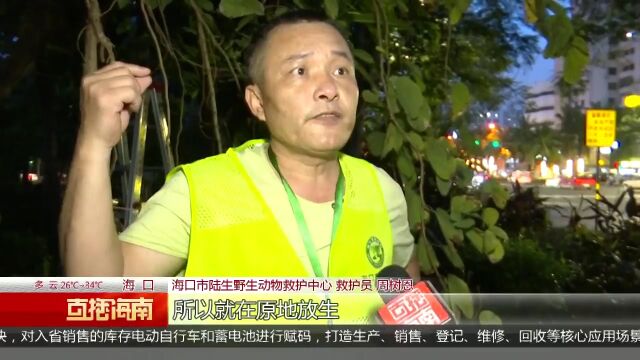 “黄臀鹎”连同鸟巢掉落草地 小伙救助保护动物获嘉奖