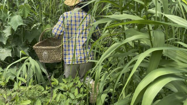 夏日芦竹色翠绿 清脆可口滋味香 简单来炒一道菜