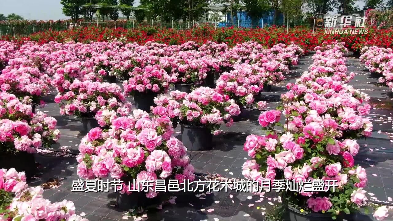 山东昌邑:月季花开 浪漫倾城