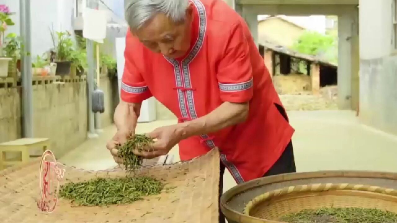 畲族祖祖辈辈就有种茶的习惯,蓝崇爷爷现场为您制作茶叶