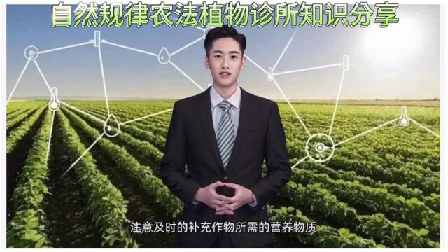 自然规律农法植物诊所知识分享:微生物生根剂