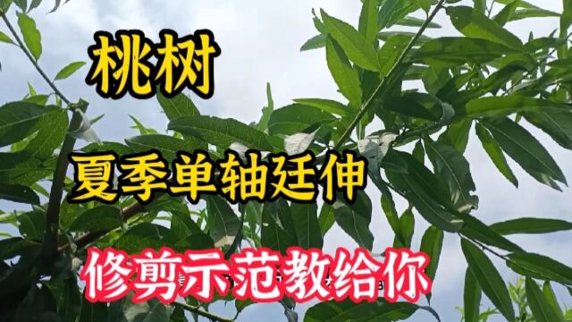 桃树夏季修剪也可以用万能公式单轴廷伸,这个视频教会你