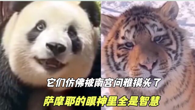 它们都是被南宫问雅摸头了吗?熊猫飞云像傻子,藏狐方正厌世脸.