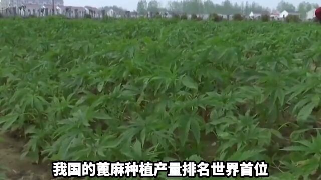 为何中国大面积种植蓖麻? 3