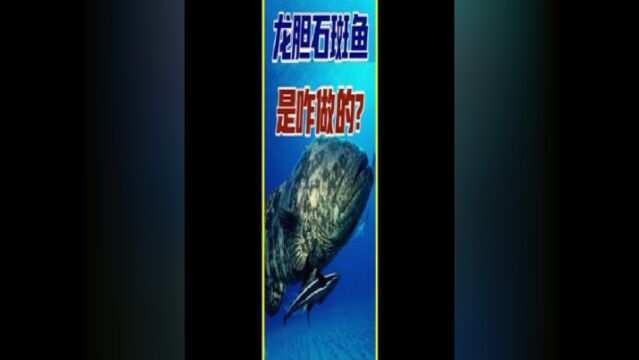 你吃过这种美容护肤之鱼吗?探访龙胆石斑养殖场养殖