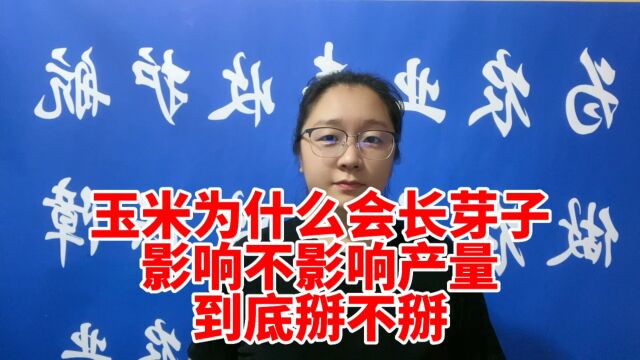 玉米为什么会长芽子 对产量有没有影响 到底掰不掰