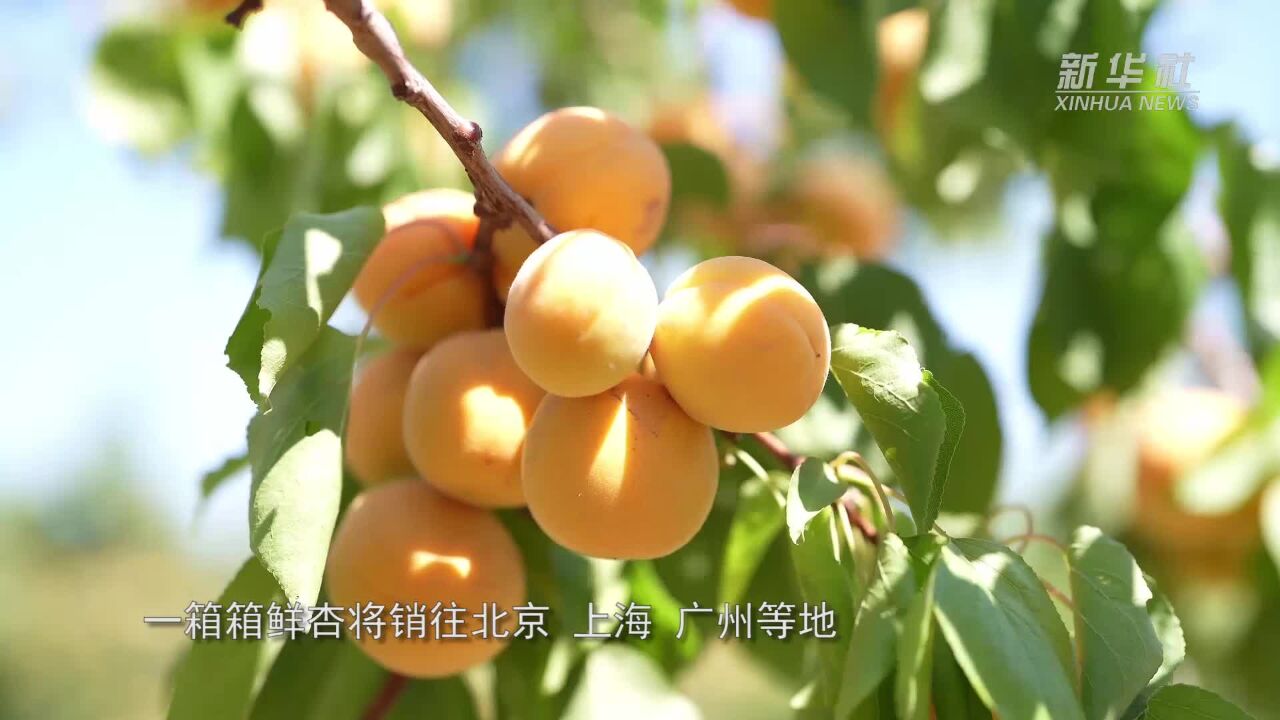 新疆杏子抢“鲜”上市