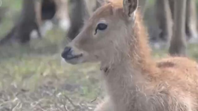 湖北:石首麋鹿国家级自然保护区新生麋鹿460头