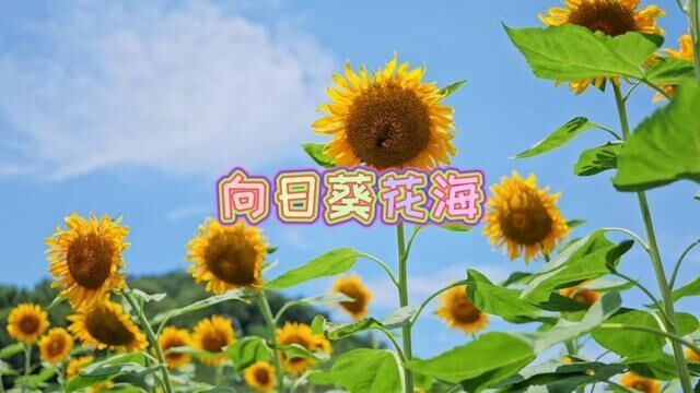 别的我给不起,但向日葵花海我可以~#夏天不能错过向日葵花海 #向日葵花海 #舟山蓝