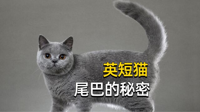 英短猫心情如何,看尾巴就知道了!