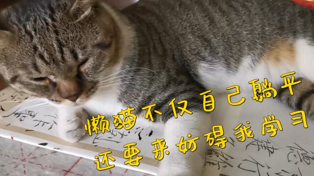 懒猫不仅自己躺平,还要来妨碍我学习