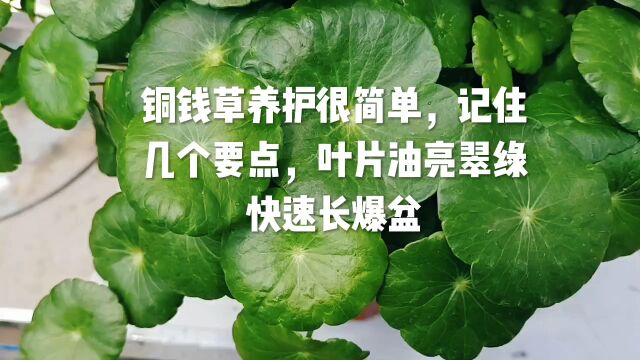 铜钱草养护很简单,记住几个要点,叶片油亮翠绿,快速长爆盆