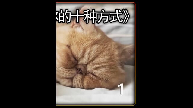 这些让猫喜欢你的方法千万要记住