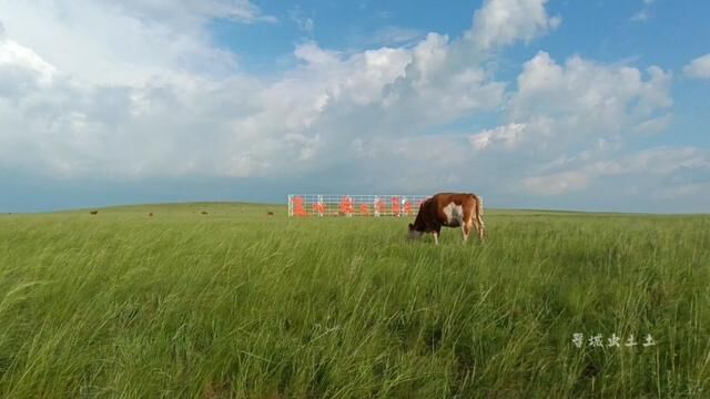 内蒙古草原行#旅行大玩家 #蓝天白云绿草地这风景太美了 #蓝天白云绿草地 #治愈系风景